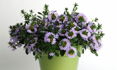 December gardening …happy holiday planting