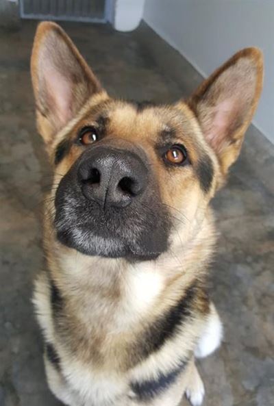 Adopt a pet from the SPCA