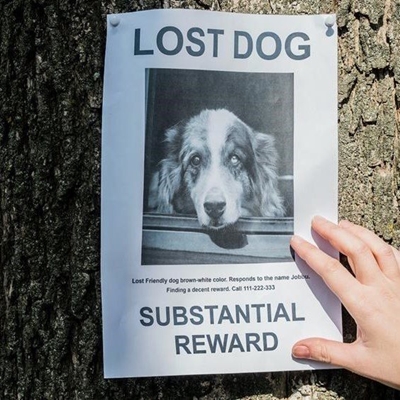 Don't lose it when your pet goes missing