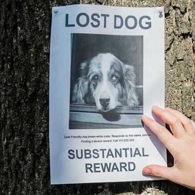 Don't lose it when your pet goes missing