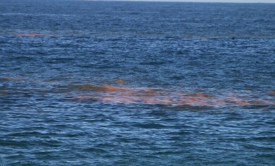 Red Tide: Shellfish not edible