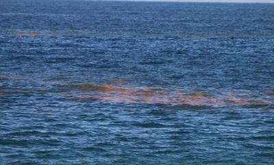 Red Tide: Shellfish not edible