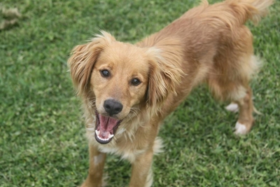 Adopt a pet from the SPCA