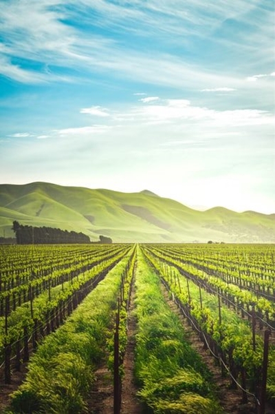 Didiza pleased with SA summer crop planting