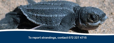 Report turtle strandings