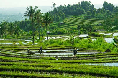 Rising demand for rice in animal feed puts pressure on supplies
