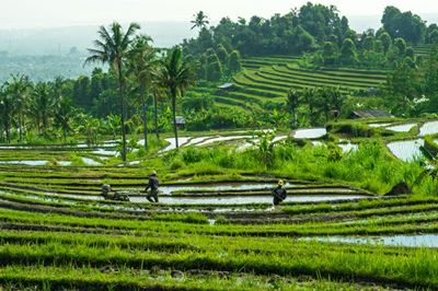 Rising demand for rice in animal feed puts pressure on supplies
