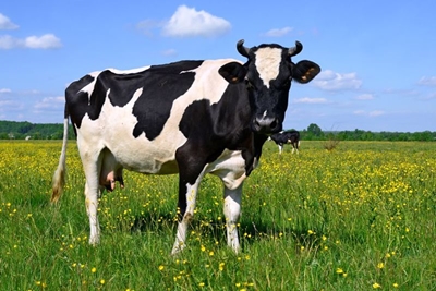 New Zealand clamps down on dairy cow ownership