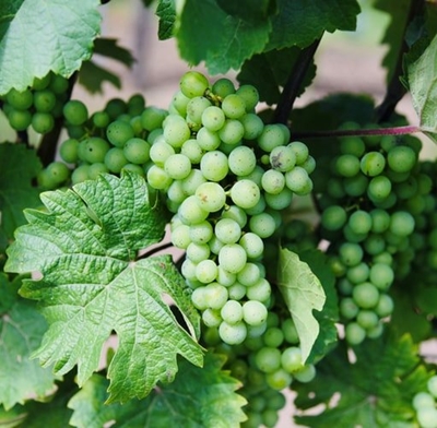 How to control powdery mildew in vineyards
