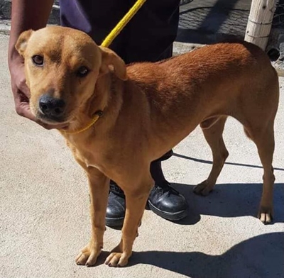 Dog stolen from SPCA