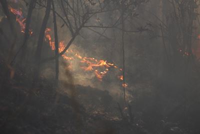 Mystery fire destroys vegetation in Hornlee