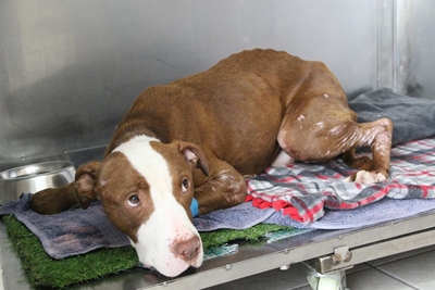 Fighting dog now battles for his life