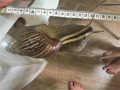 Large snail rescued