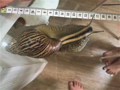 Large snail rescued