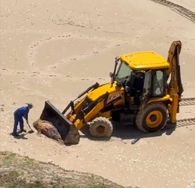 Dead seals in Plett removed from the beach