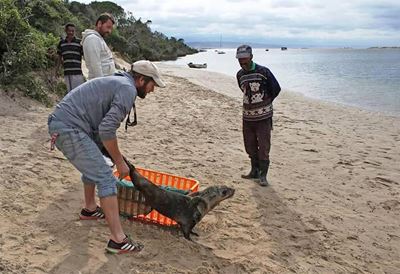 Seal strandings 'a natural occurrence'