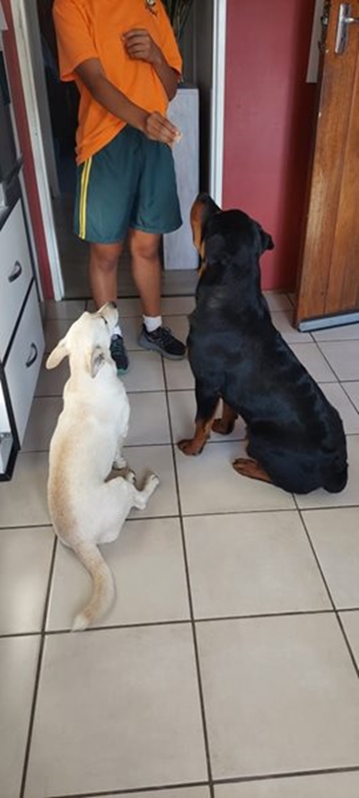 R1000 beloning vir twee vermiste honde
