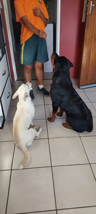R1000 beloning vir twee vermiste honde