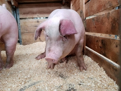 Eastern Cape villages hit by outbreak of African Swine Fever
