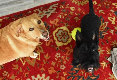Celebrate Oudtshoorn Animal Day on 5 October
