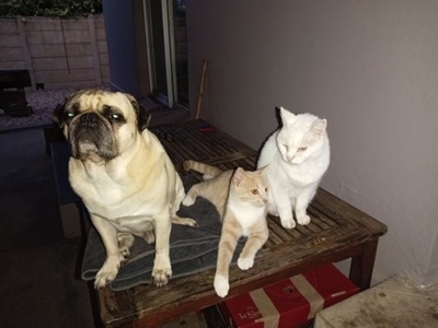 Meet with Graws and make a difference in animals' lives