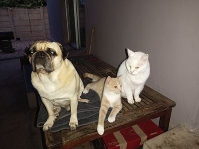 Meet with Graws and make a difference in animals' lives