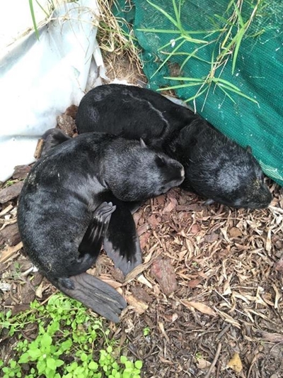 Rough sea conditions lead to seal pup strandings in Plett