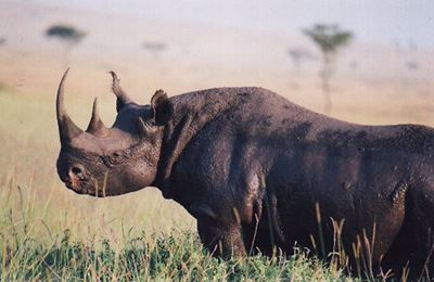 Scottish game ranger student gored by black rhino in KZN