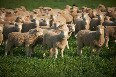 Australia restricts live sheep exports after shocking treatment