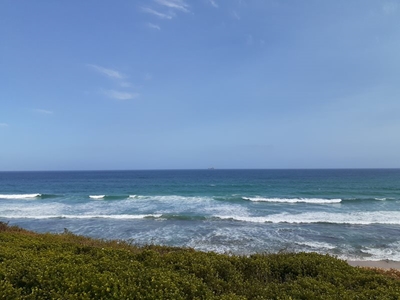 Bluebottles: Delicate ocean drifters