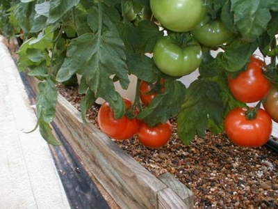 Growing tomatoes: know the varieties