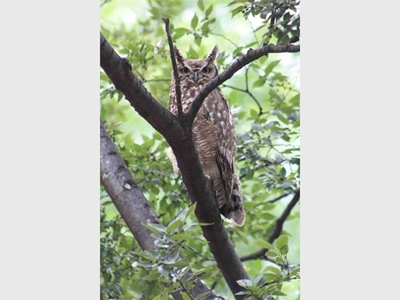 Disease that’s killing off Joburg’s bird population