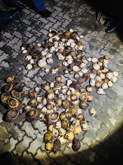 Abalone bust success for SANParks