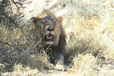Ban on captive lion breeding could backfire – expert