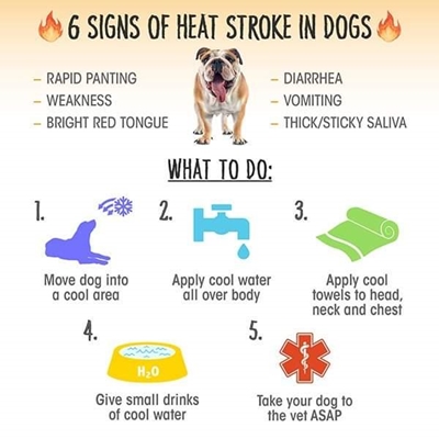 Protect your pet against heatstroke