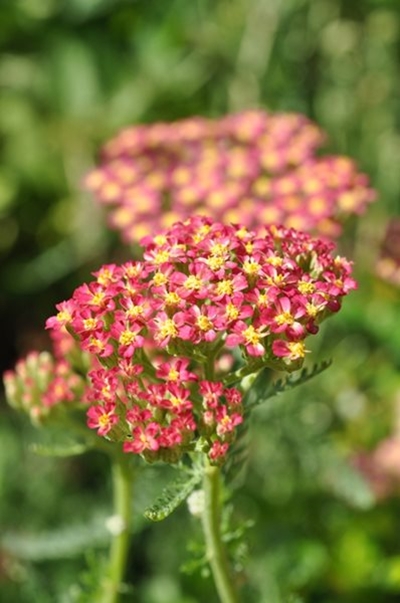December’s gardening to do list