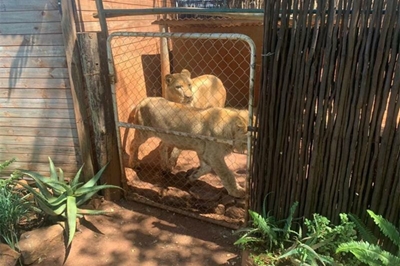 Man arrested for keeping lions on plot without permit