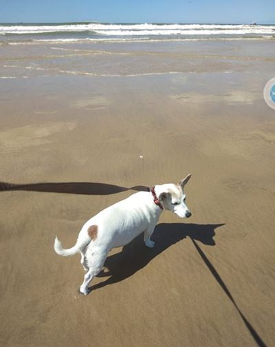 Hommeltuig ingespan om na hond te help soek