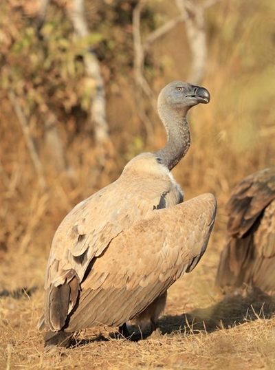 Help create safe zones for vultures 