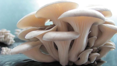 Oyster mushroom farming: An affordable start-up