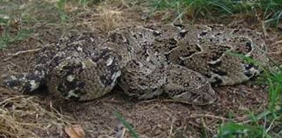 Watch out, it is snake time