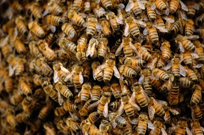 Family pets die in Richards Bay bee attack