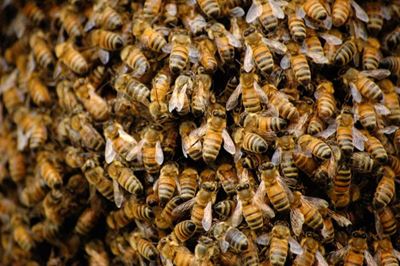 Family pets die in Richards Bay bee attack