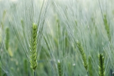 More than 900 developing farmers benefit from SAB support