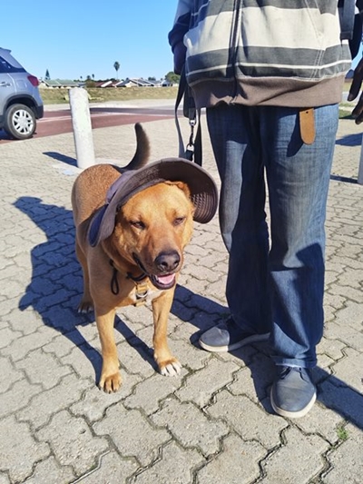 Die hond op die hoek met 'n hoed