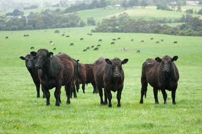 Farming sector compliance to come under spotlight
