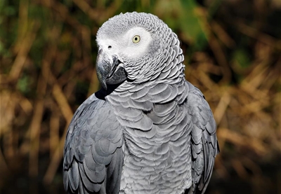 Brightening a Grey's day at Plett sanctuary