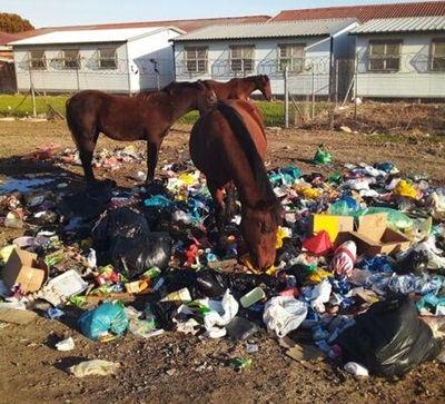 The shameful roses of Thembalethu