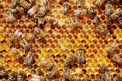 Learn about beekeeping at U3A