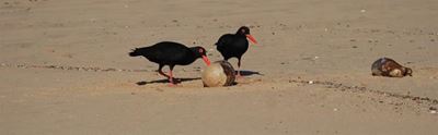 Factors affecting density and distribution of African Black Oystercatchers in the Southern Cape